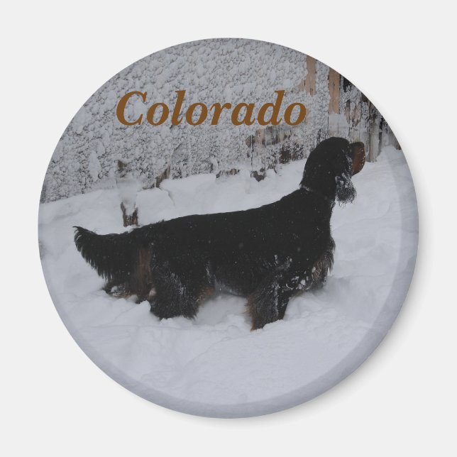 Íman Ímã de Gordon Setter Colorado (Frente)