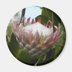 Íman Ímã de Havaí da flor do Protea
