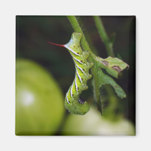Íman Ímã de Hornworm Caterpillar do tabaco