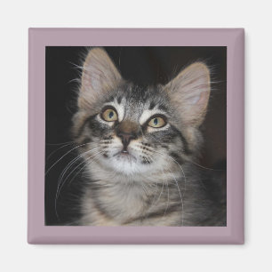 Íman Ímã de Innocência de Kitten