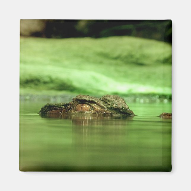 Íman Ímã de Jacaré Espiando da Água (Frente)