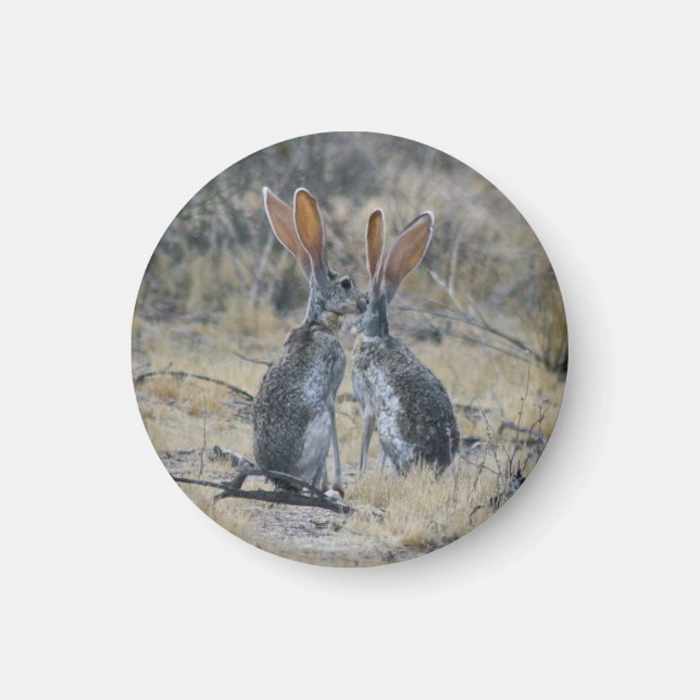 Íman Ímã de Jackrabbits (Frente)