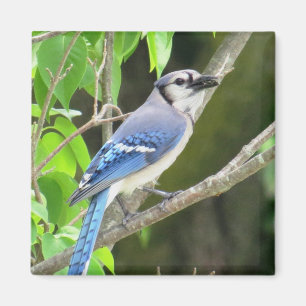 Íman Ímã de Jay azul