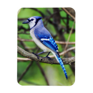 Íman Ímã de Jay azul