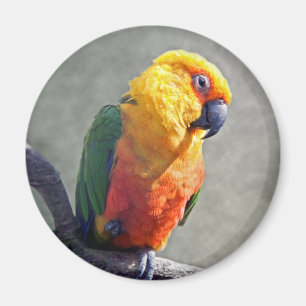 Íman Ímã de Jenday Conure