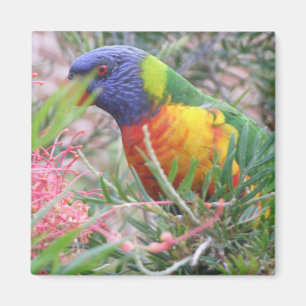 Íman Ímã de Lorikeet do arco-íris