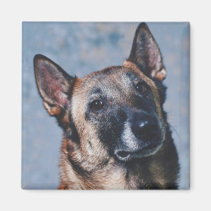 Íman Ímã de Malinois do belga