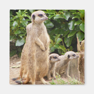 Íman Ímã de Meerkat