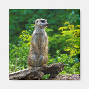 Íman Ímã de Meerkat