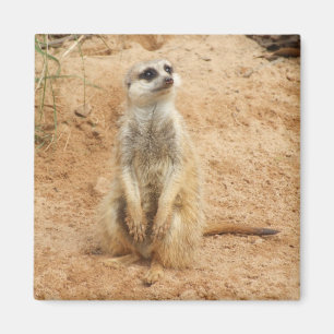 Íman Ímã de Meerkat
