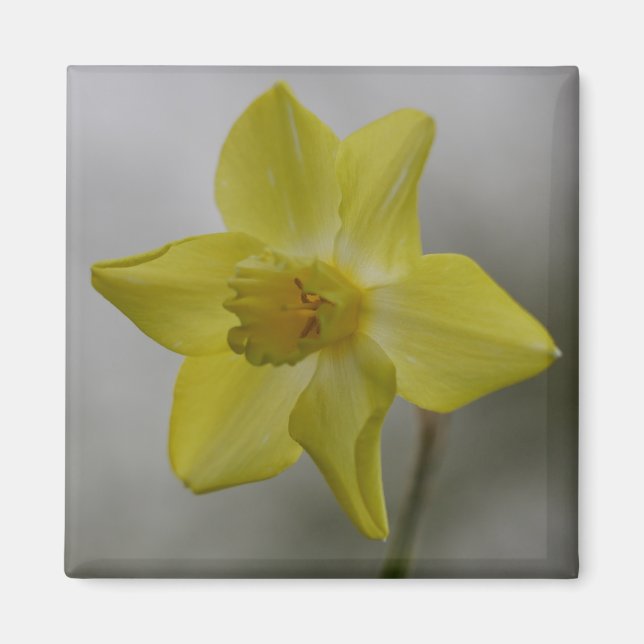 Íman Ímã de Narciso (Frente)