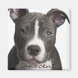 Íman Ímã-de-papoila-gigante inocente