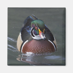 Íman Ímã de Pato-de-madeira-americano