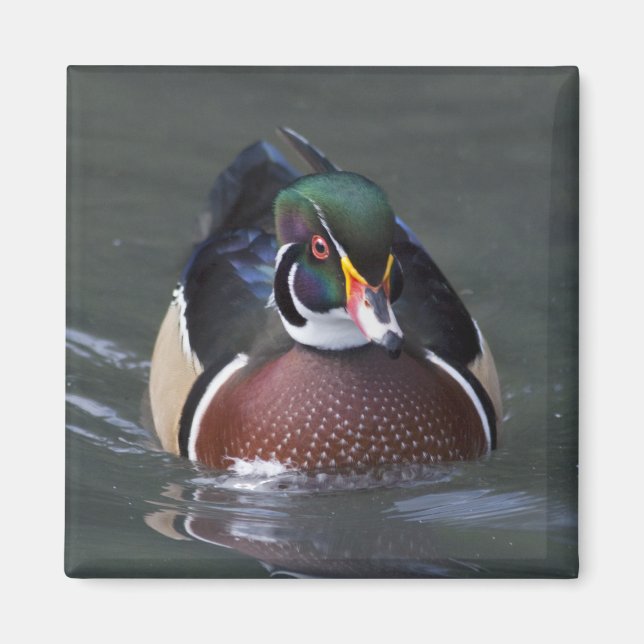 Íman Ímã de Pato-de-madeira-americano (Frente)