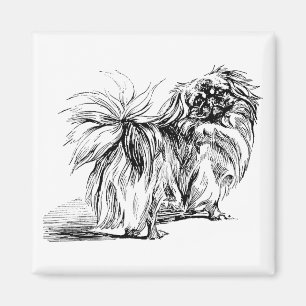 Íman Ímã de Pekingese