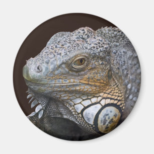 Íman Ímã de Pequeno Dragão