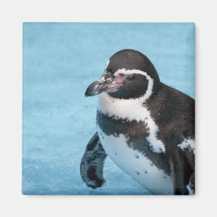 Íman Ímã de Pinguim-de-magalhães