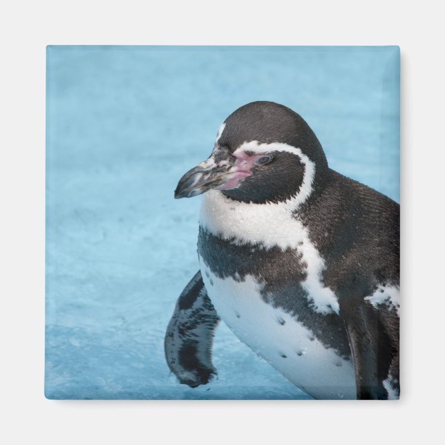 Íman Ímã de Pinguim-de-magalhães (Frente)