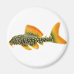 Íman Ímã de Pleco da luz do sol de Goldy