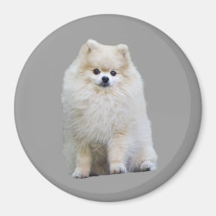 Íman Ímã de Pomeranian