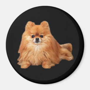 Íman Ímã de Pomeranian