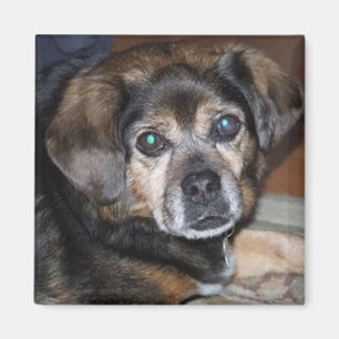 Íman Ímã de Puggle