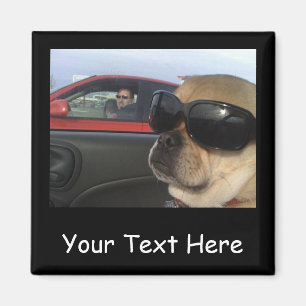 Íman Ímã de Puggles