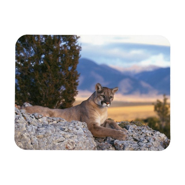 Íman Ímã de Puma (Horizontal)