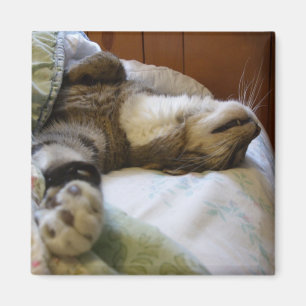 Íman Ímã de relaxamento de Thomas