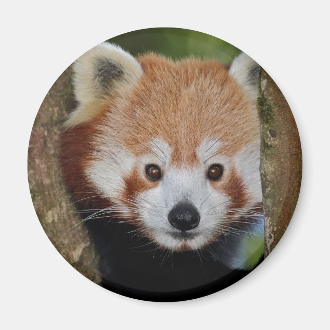 Íman Ímã de retrato de Panda (Frente)