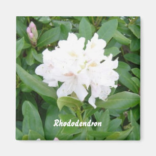 Íman Ímã de Rododendro Branco
