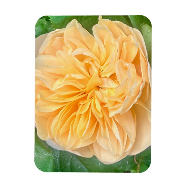 Íman Ímã de Rosa Amarela (Vertical)