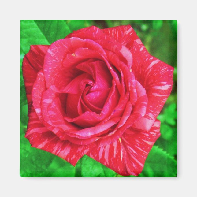 Íman Ímã de Rosa com Listra Vermelha em Vermelho (Frente)