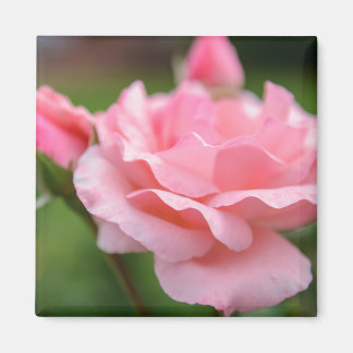 Íman Ímã de Rosa Rosa