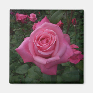 Íman Ímã de Rosa Rosa