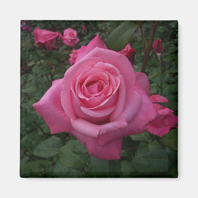 Íman Ímã de Rosa Rosa (Frente)