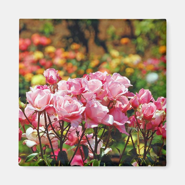 Íman Ímã de rosas cor-de-rosa lindas (Frente)