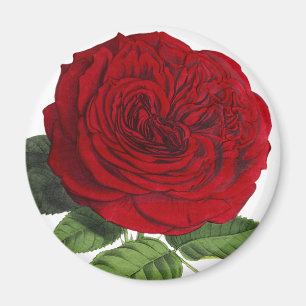 Íman Ímã de Rosas Rosa Vermelha Vintage