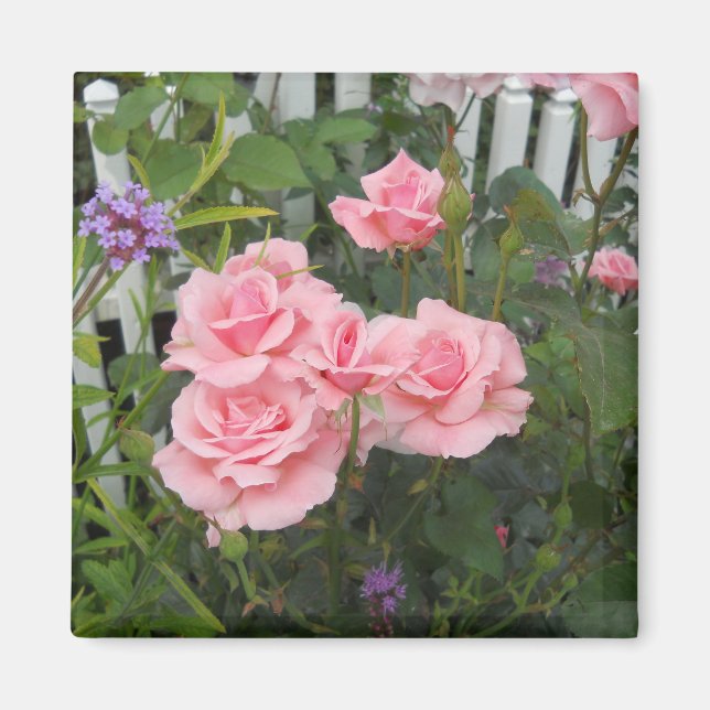 Íman Ímã de Rosas Rosas (Frente)