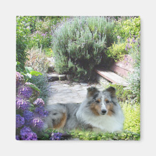 Íman Ímã de Sheltie