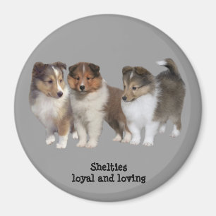 Íman Ímã de Sheltie