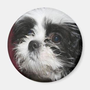 Íman Ímã de Shih Tzu