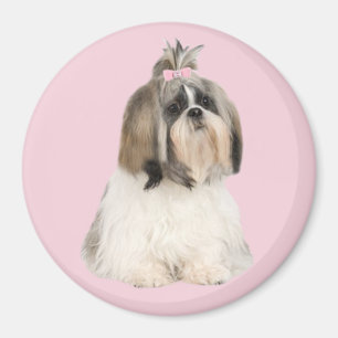 Íman Ímã de Shih Tzu