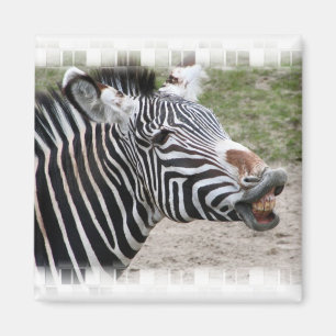 Íman Ímã de sorriso da zebra