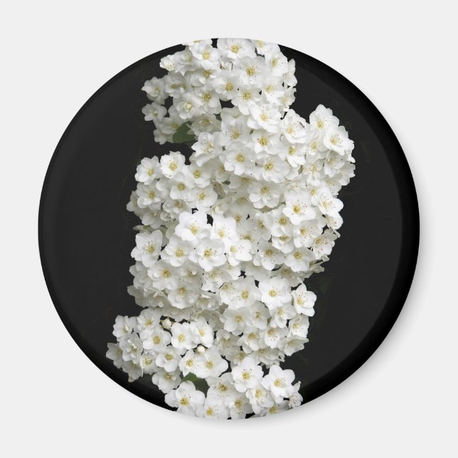 Íman Ímã de Spirea Arguta (Frente)