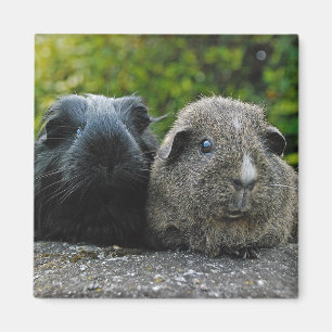 Íman Ímã de Squee & de Scruffles