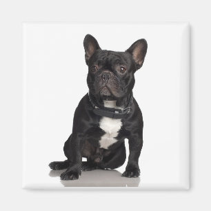 Íman Ímã de Staffordshire bull terrier
