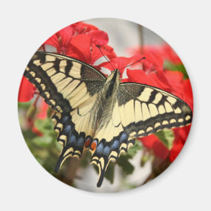 Íman Ímã de Swallowtail do anis