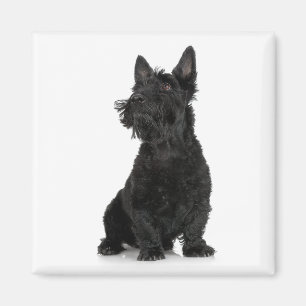 Íman Ímã de Terrier do Scottish