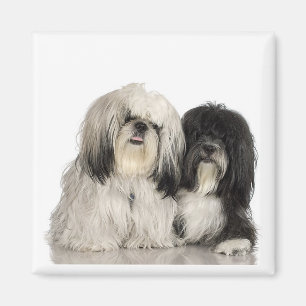 Íman Ímã de Terrier tibetano